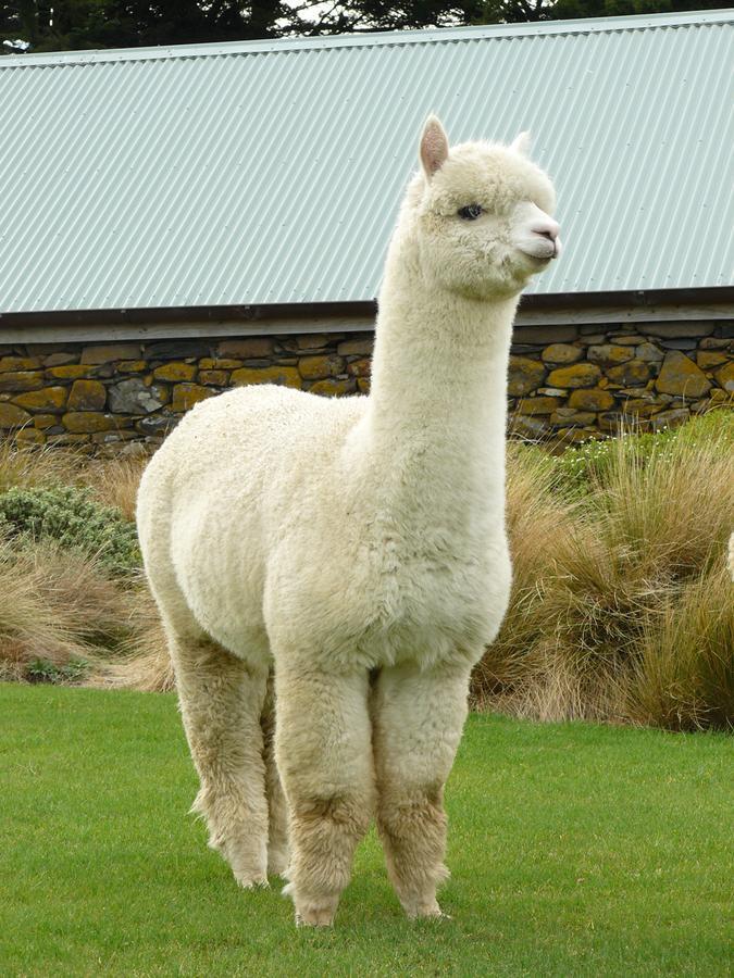 Alpaca Farmstay Dunedin Exterior foto