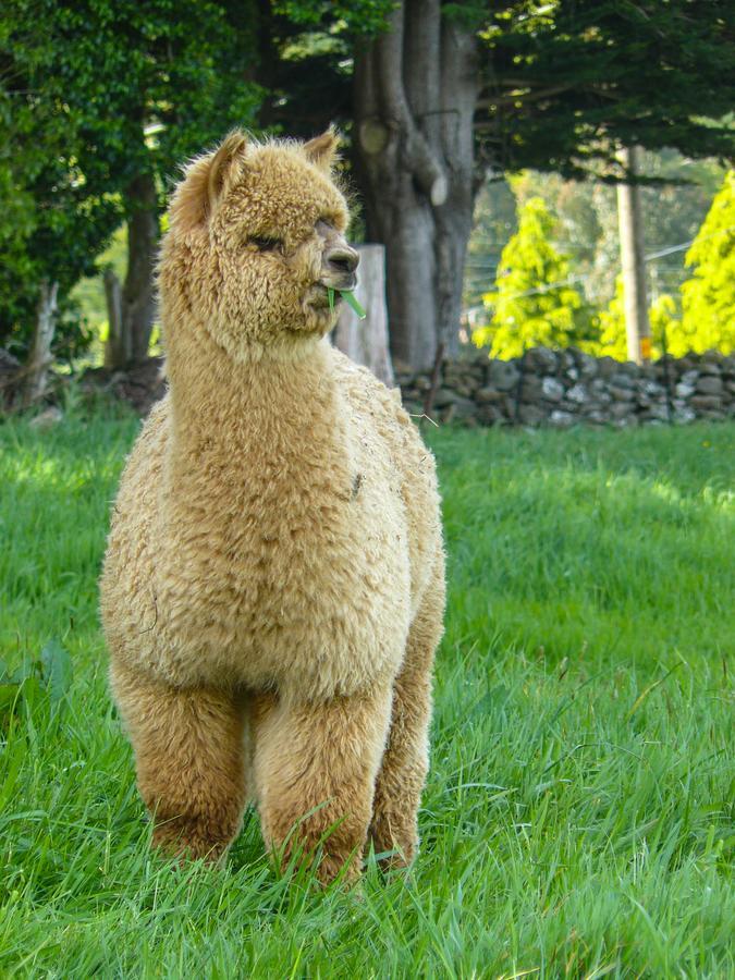 Alpaca Farmstay Dunedin Exterior foto