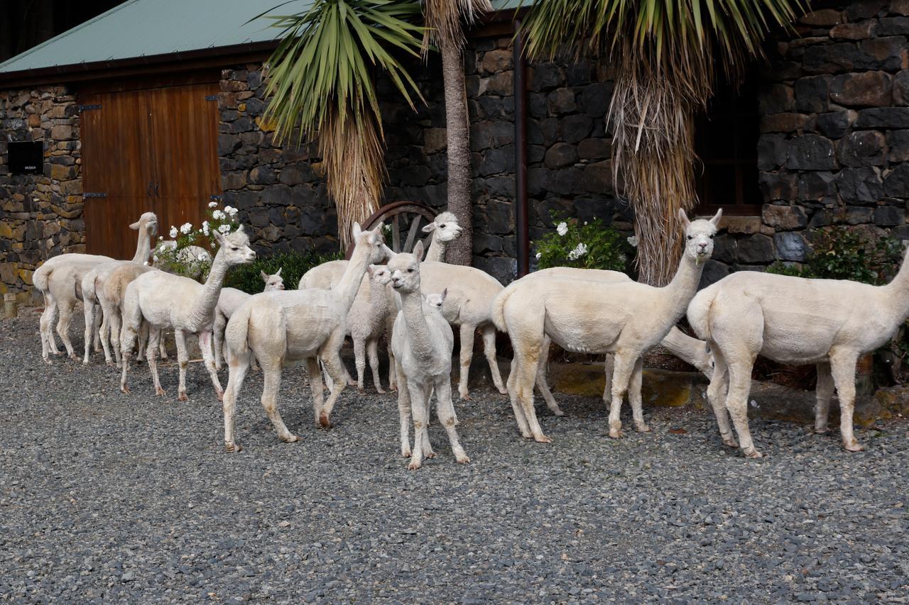 Alpaca Farmstay Dunedin Exterior foto